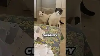 She Lets Her Cats Meet Her Newborn Baby for the First Time 😂❤