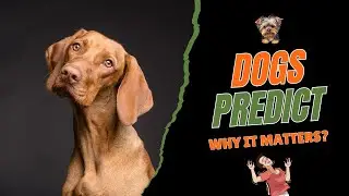 Dogs Predict Seizures Twenty Minutes Early. Why It Matters?