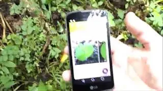 Plantnet  Plant Identification App Review,  Plant ID App Test--Does it Work?