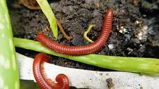 The Millipede Advantage: Unlocking Plant Potential (and Boosting Your Garden's Health!)