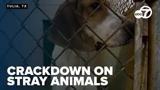 Tulia cracks down on repeat stray pet violations with new ordinance