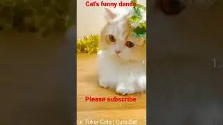 cat's funny dance#cat lover #takuru takuru Tak dudum #youtubeshorts #viral #shortvideo