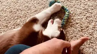 How to stop Puppy Bite Early | Training my Husky to stop Biting