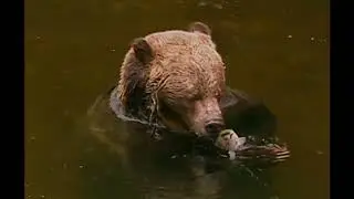 Untamed North America - The Reign of Mo'Ko - Animal Documentary
