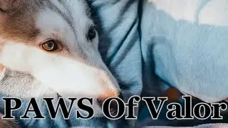 PAWS Of Valor