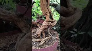 grow old with you #bonsaivideo#bonsaishorts#shortsbonsai#bonsaitransformation#satisfyingbonsai