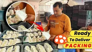 Winter Mushroom Seeds Packing 📦 for Delivery | Best GEN1 Mushroom Seeds | Assam, Bihar, Tripura & WB