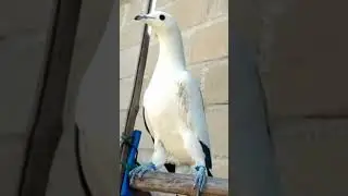kali ini aku mau cerita sedikit tentang burung punai laut ini #punai #burungpunailaut