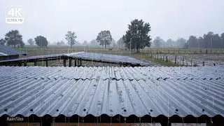 Lluvia en Techo de Calamina (3 Horas) 🌧️ | Sonido Natural para Dormir, Estudiar y Relajarse (4K)