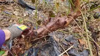 Sacando árboles del huerto