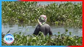 Lake Victoria fishermen decry return of water hyacinth, absent for over a year, disrupting fishing