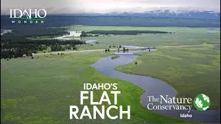 Long-billed Curlew's at Idaho's Flat Ranch