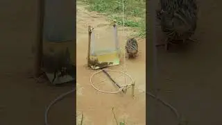 simple bird trap idea #shortvideo #ytshorts #short