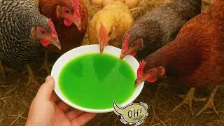 ONLY 1 tablespoon and your chickens will lay eggs every day | The best natural method!