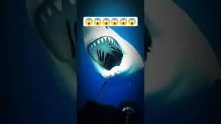 Sea Creatures Encounter by Human😱😱😱#wilddiscovery#wildlife#ocean#seacreatures