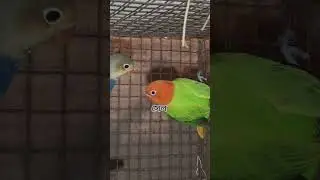 Mutation Love bird's sale india joynagar mozilpur South 24pgs