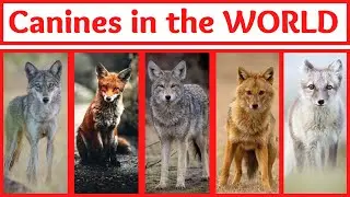 ALL CANINE SPECIES IN THE WORLD-(DOG FAMILY ANIMALS)
