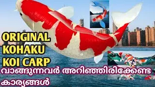 #koi fish farming guide/#kohakukoicarpfarming / koifish farm for sale/