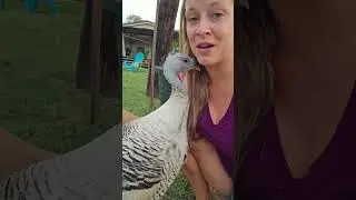 Fun Fact: Turkeys actually LOVE to cuddle! 🦃 #Turkey #Animals  #Birds