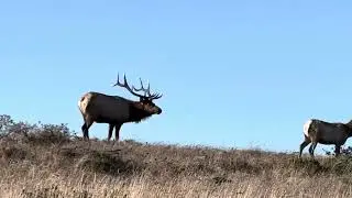 Tule Elk bugle sound at Tomales Bay, CA