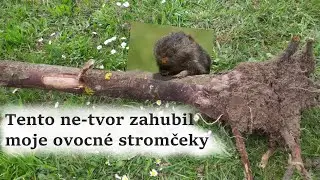 Postrach v&scaron;etk&yacute;ch z&aacute;hradk&aacute;rov.😥Toto roztomil&eacute; zvieratko v&aacute;s zruinuje !
