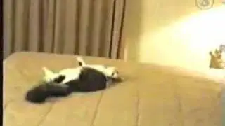 Cat Runs Into Wall