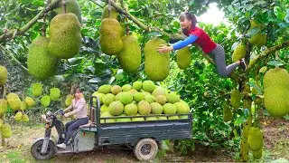 TIMELAPSE _600 Days Harvest A Lot Of Jackfruit (MIT) Go To Sell For Villger  /Phương Outdoor