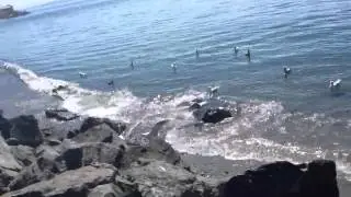 Blowing seagulls up with alka seltzer