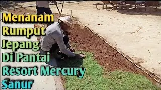 Tutorial Menanam Rumput Jepang Di Pantai