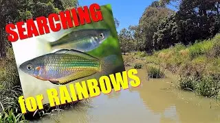 SEARCHING for AUSTRALIAN RAINBOWFISH in BLIND CREEK