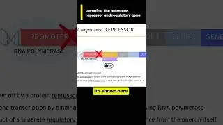The Repressor and Genes