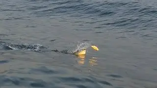 Striped Bass Chasing Bait! Fire Island, New York