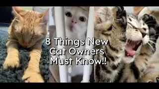 8 Common Cat Behaviors and What They Really Mean!!