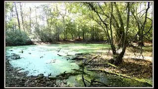 Balade For&ecirc;t de Marchiennes n&deg;427