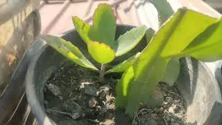 Home gardening