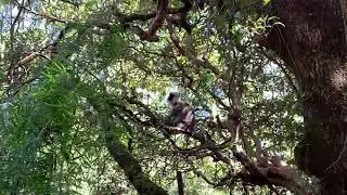 Langur monkey- Himalayan monkey - endangered monkey Annapurna route🙂