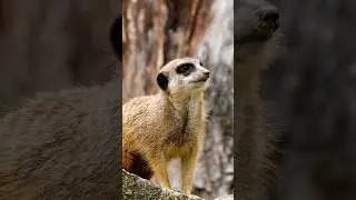 Meerkats Are Intelligent In Scanning Their Environment #wildlife #shorts #animals #viral #trending