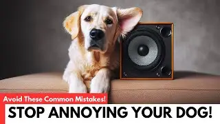 Top 8 Things You Do That Annoy Your Dog (Avoid These Common Mistakes!)