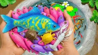 Catch beautiful aquarium fish in small pond baby turtles, eels, koi, angel fish,  nemo fish, tadpole
