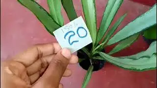 0713636150 ru 50  sits pala sel