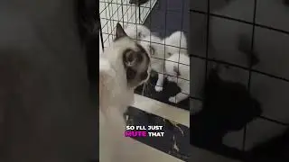 Голова котёнка застряла в клетке! 😱 #кошачийпровал #котёнок