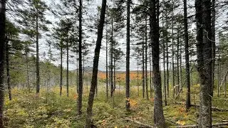 Appalachian Trail Thru Hike 2021 {Day 227} - Looking Beyond the Hike & First Sign For Mama K!
