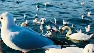 gray skies white seagulls at lake zurich#wintermood #lakezurich #seagull #naturelovers #relax#travel