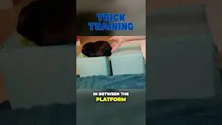 Platform Jump Trick to Teach Your Guinea Pig!