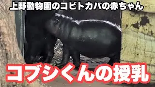 コブシくんの授乳　コビトカバの赤ちゃん（放飼練習29日目）　2025.05.07　上野動物園
