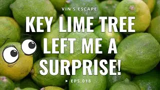 A Surprise Under My Key Lime Tree 🍋🌿 | Backyard Garden Discovery | Vin&rsquo;s Escape