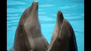 Lisa Denning and Hydee Tehana: Their Film 