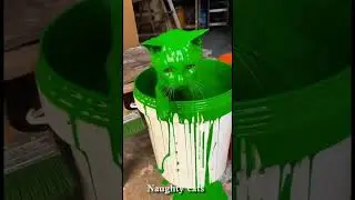 Funny Cats Compilation 😂 | Try Not to Laugh 🐱#cat