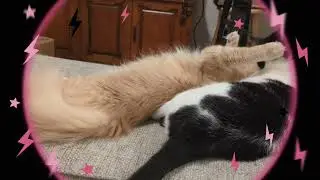 Mom was worried Bibi was too tired bc of taking care of Simba, 😂
