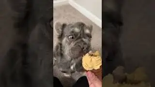 Cash&rsquo;s first pupcake! 🧁#honeysucklebiscuits #honeysucklebiscuitandbakery #fluffyfrenchbulldog